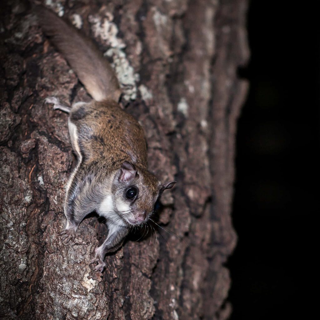 Nocturnal Southern flying squirrel clinging to textured tree bark with large eyes and soft fur Wallpaper