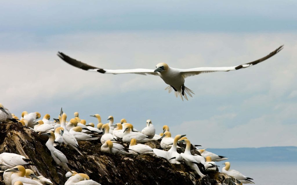 Northern Gannet soaring over coastal cliff colony with white plumage and yellow heads in soft light Wallpaper