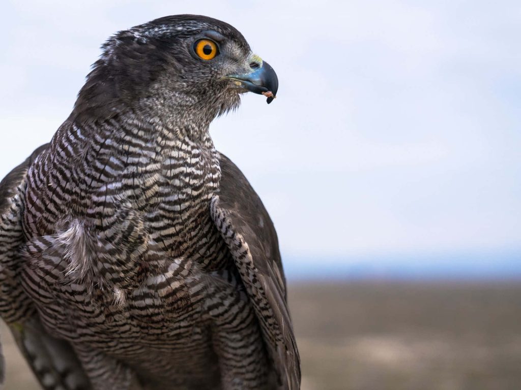 Northern Goshawk close-up with piercing orange eyes and detailed barred feathers wallpaper background