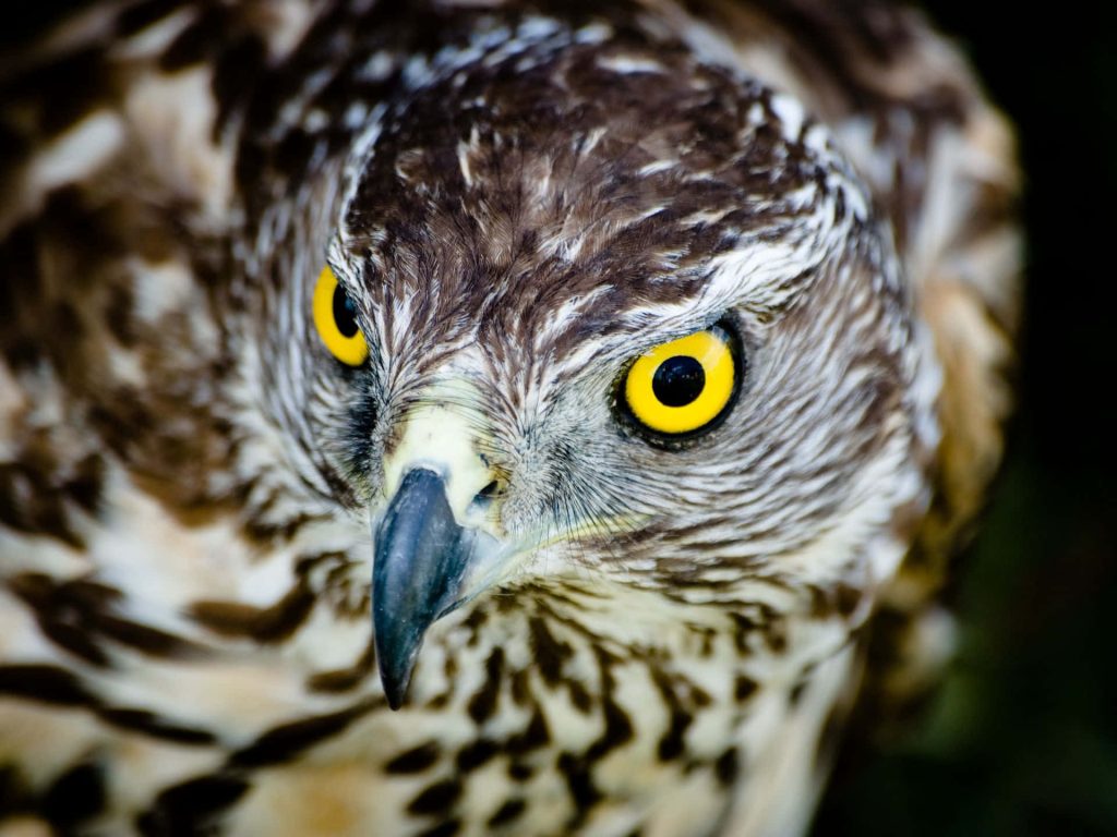 Close-up Northern Goshawk portrait with piercing yellow eyes and detailed brown white feathers Wallpaper