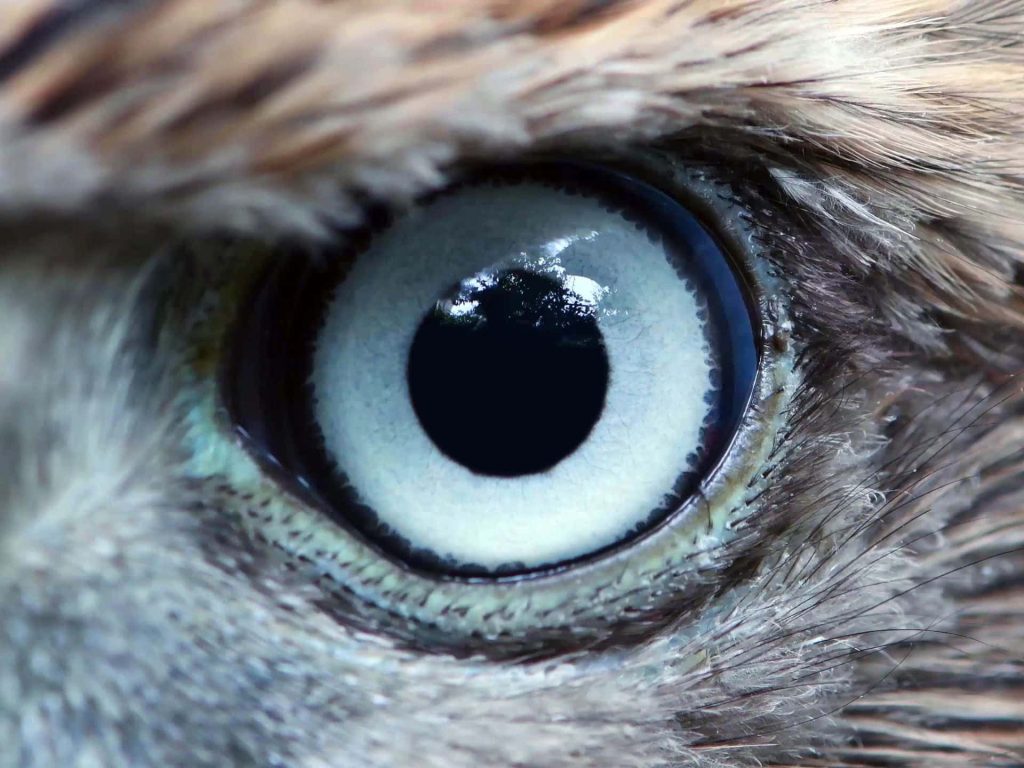 Close-up of Northern Goshawk eye with sharp pale iris and detailed brown feathers macro wallpaper