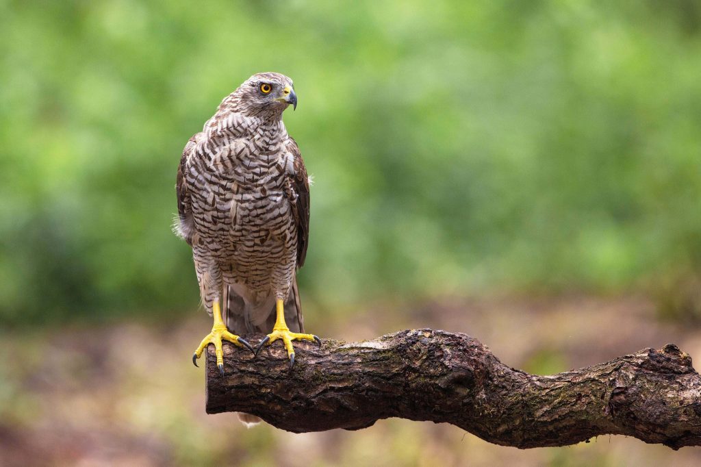 Northern Goshawk perched on tree branch with detailed barred feathers and piercing yellow eyes Wallpaper