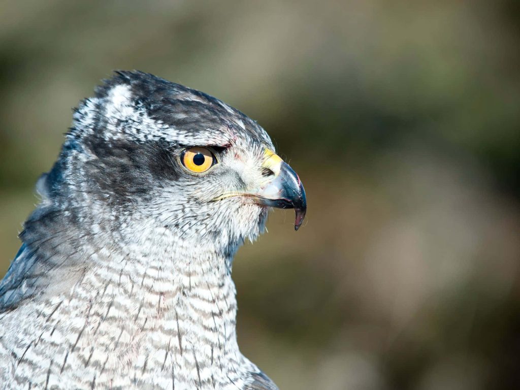 Northern Goshawk sharp profile with piercing yellow eye and detailed barred feathers wildlife wallpaper
