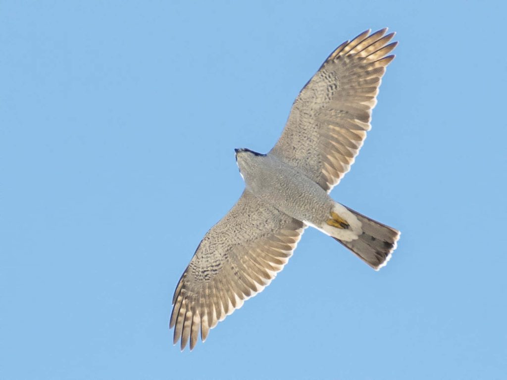 Northern Goshawk soaring high with wide wingspan under clear blue sky in detailed nature photo Wallpaper