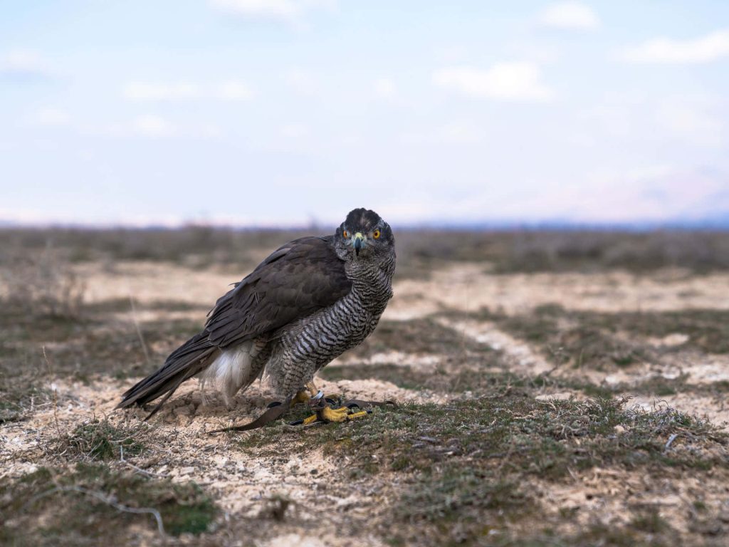 Northern Goshawk perched on sandy ground with dark feathers orange eyes falconry bird outdoors Wallpaper