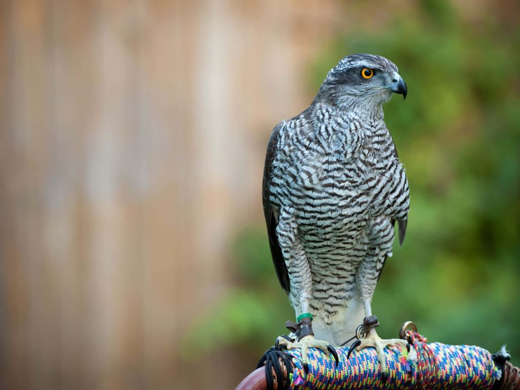 Northern Goshawk perched on falconry stand showing barred feathers and intense orange eyes Wallpaper