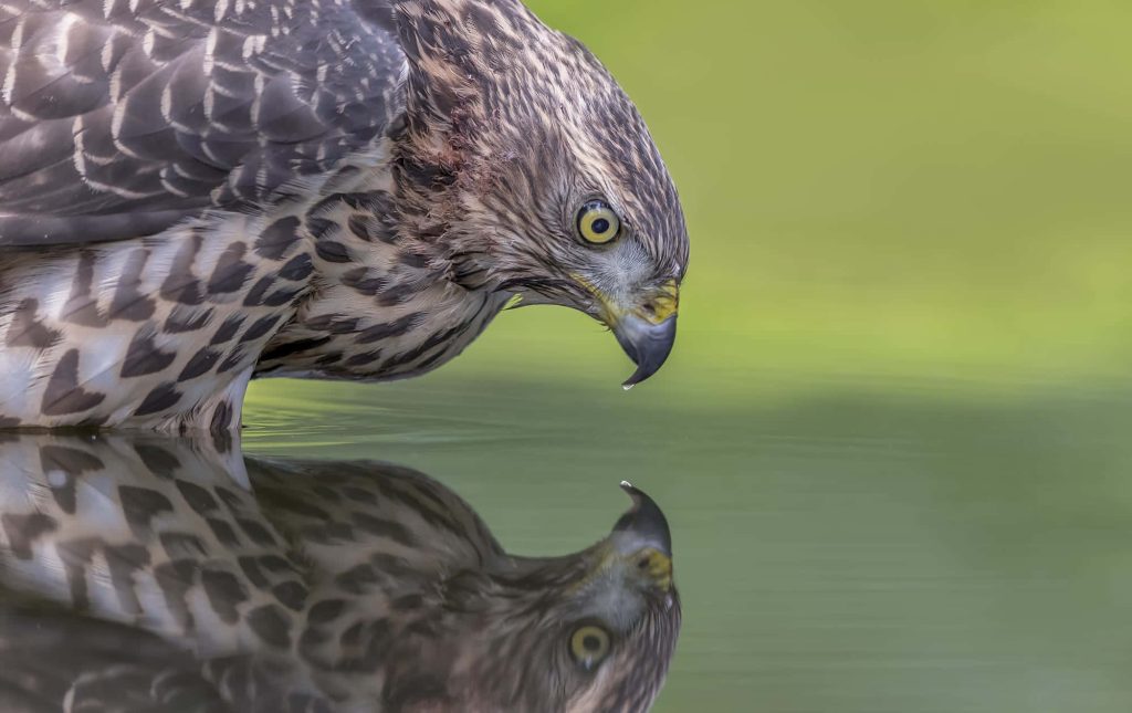 Northern Goshawk detailed wildlife wallpaper with reflection and water droplet hanging from beak