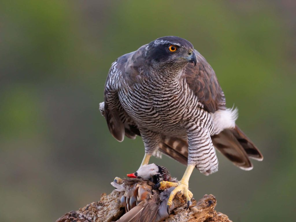 Northern Goshawk perched on log with intense orange eyes clutching prey detailed wildlife photo Wallpaper