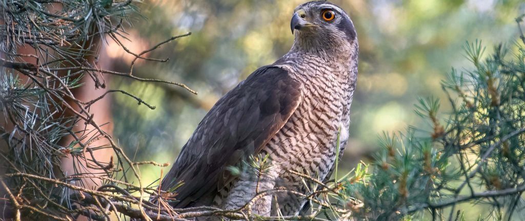 Northern Goshawk perched on pine branch with orange eye and detailed barred feathers in forest background Wallpaper