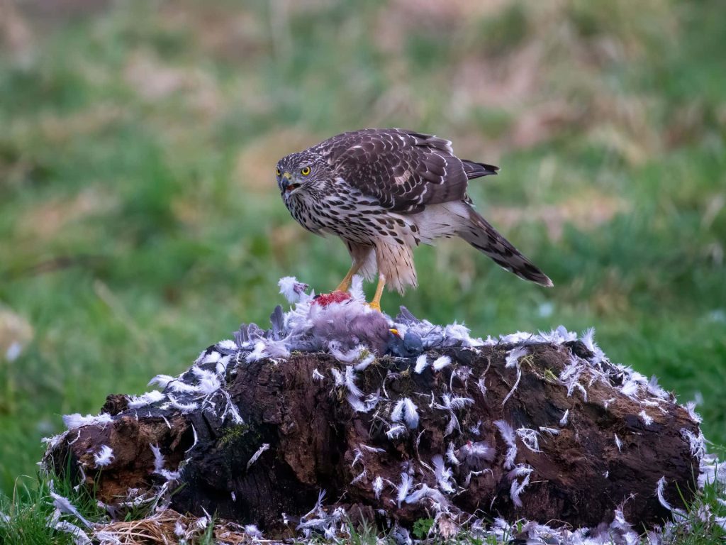 Northern Goshawk perched on tree stump feeding with feathers and green blurred background wallpaper