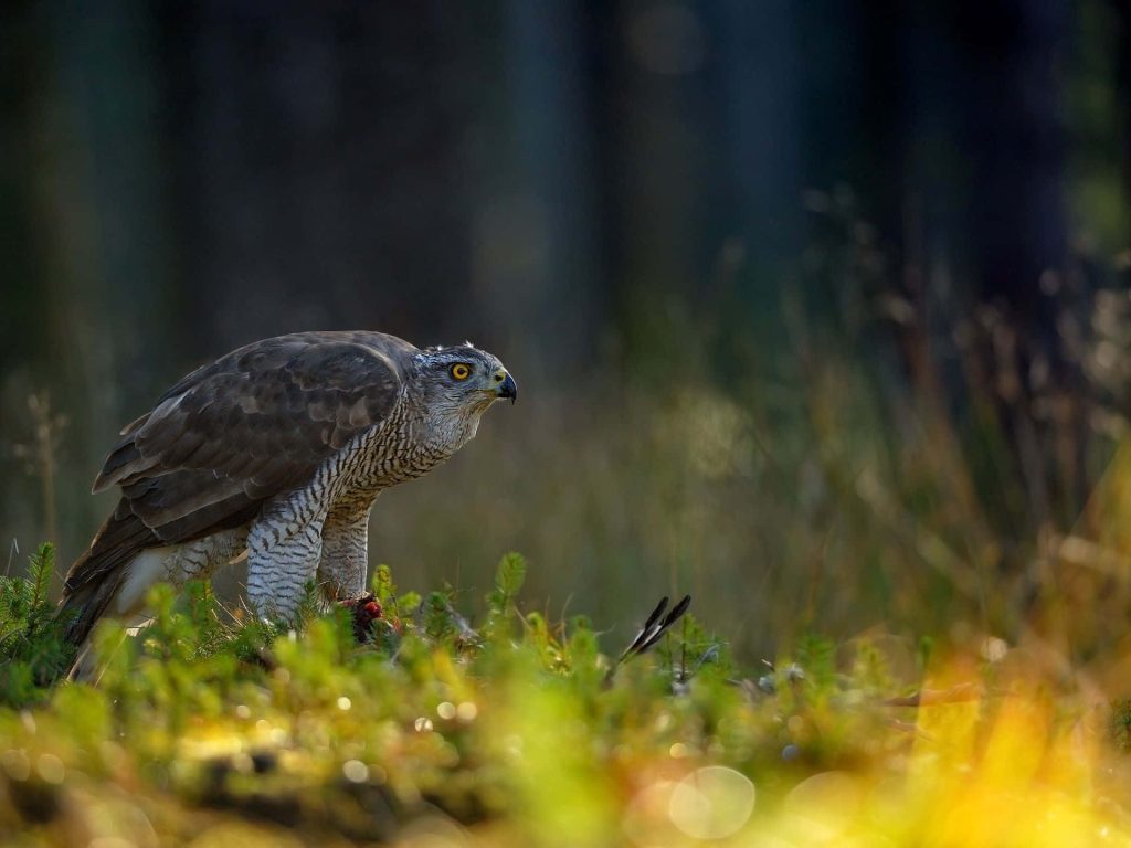 Northern Goshawk perched in vibrant forest with soft lighting and cinematic bokeh background Wallpaper