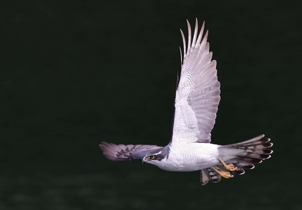 Northern Goshawk in flight sharp grey white plumage majestic wingspan wildlife wallpaper background