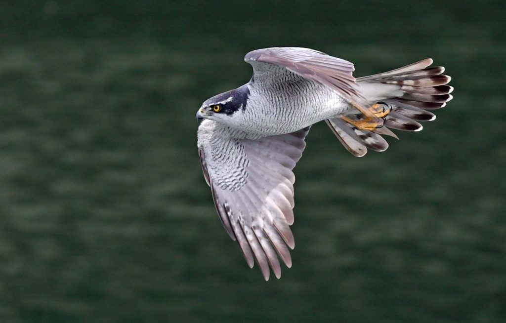 Northern Goshawk in flight showing sharp barred plumage and piercing yellow eyes on dark background Wallpaper