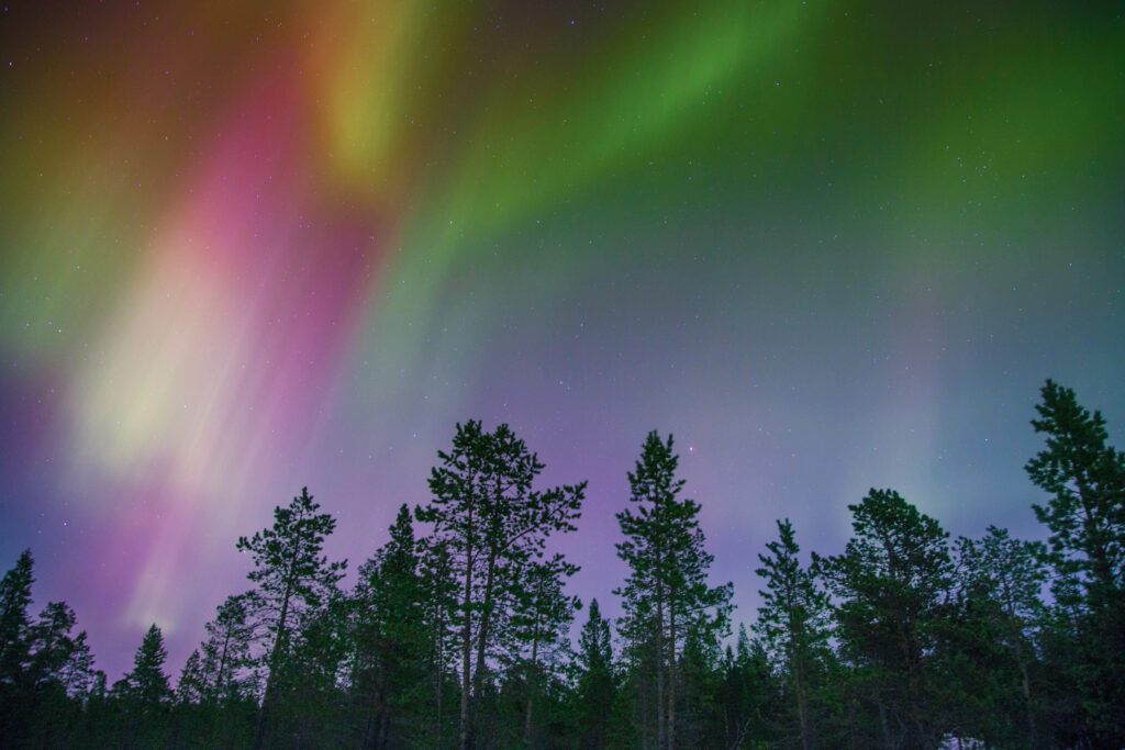 Northern lights vibrant multicolor ribbons above dark pine trees serene night sky wallpaper