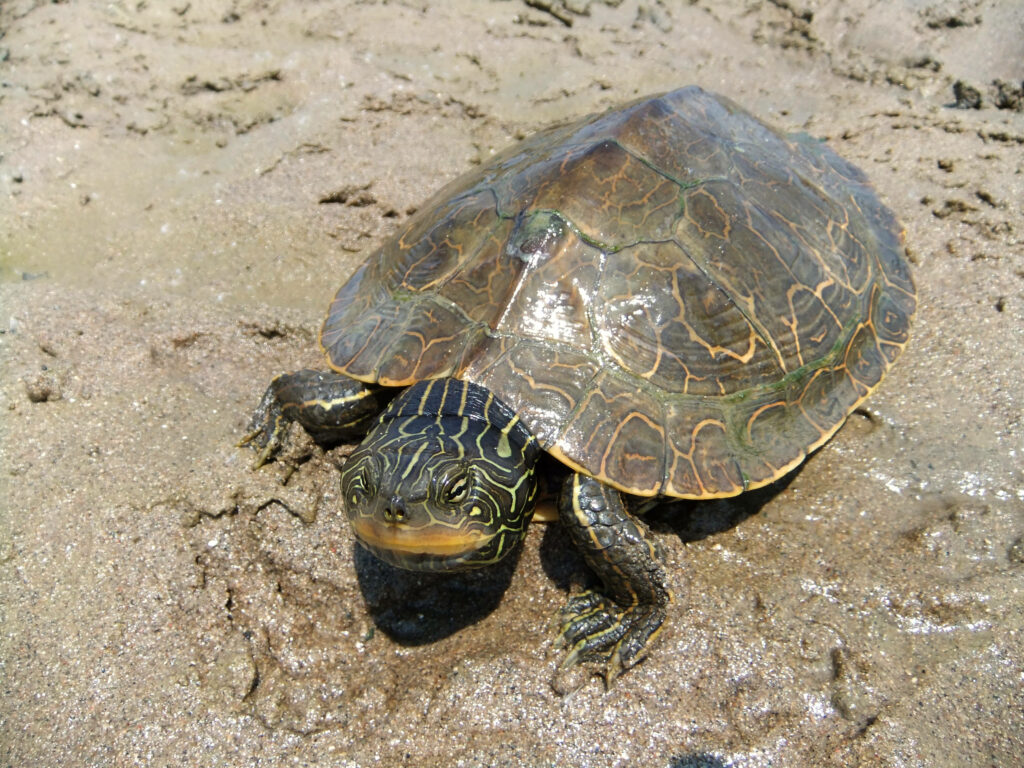 Northern Map Turtle on Muddy Shore: Nature's Intricate Beauty Wallpaper