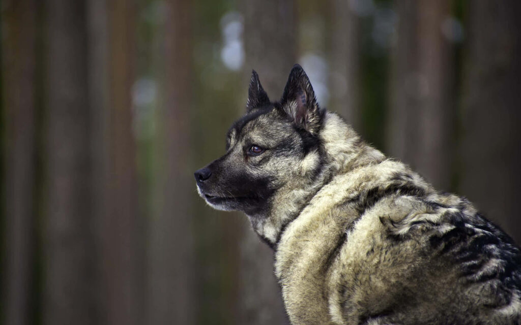 Alert Norwegian Elkhound in Serene Forest Wallpaper - Pet Love