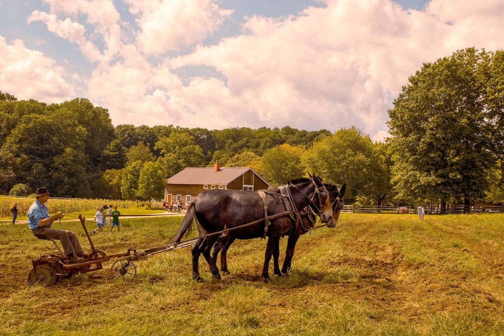 Farmer using vintage horse-drawn plow in sunny rural field near rustic farmhouse and trees Wallpaper