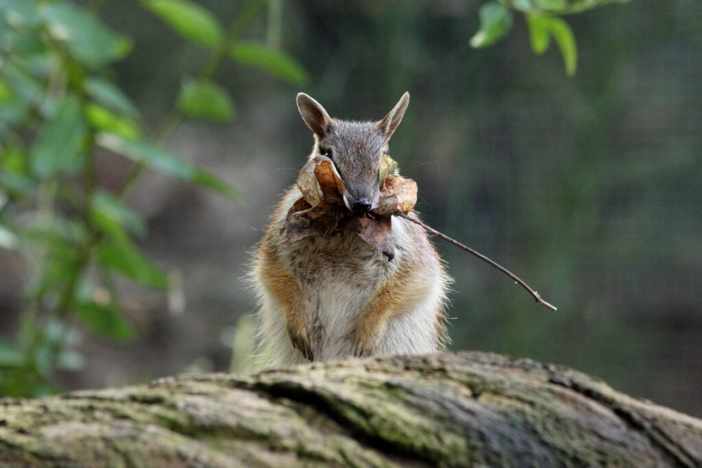 Numbat Wallpaper: Serene Banded Anteater in Lush Greenery