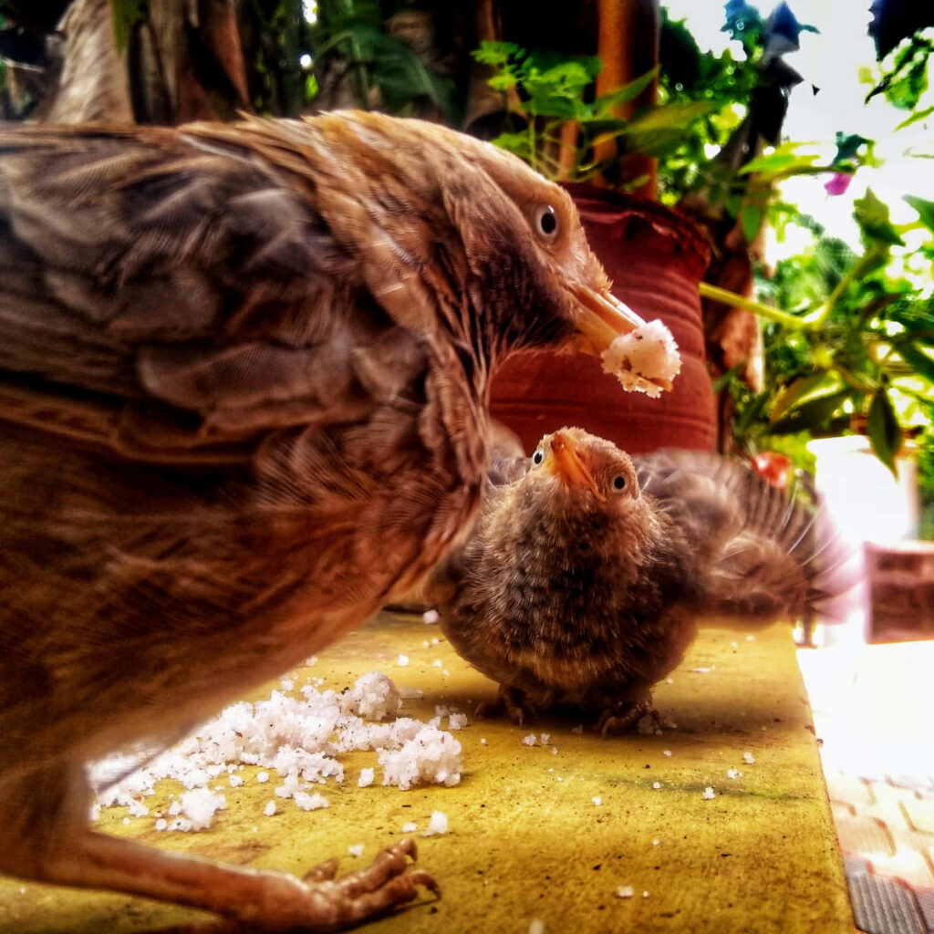 Nurturing Mother Bird Feeds Chick on Sunlit Table Amidst Greenery Wallpaper