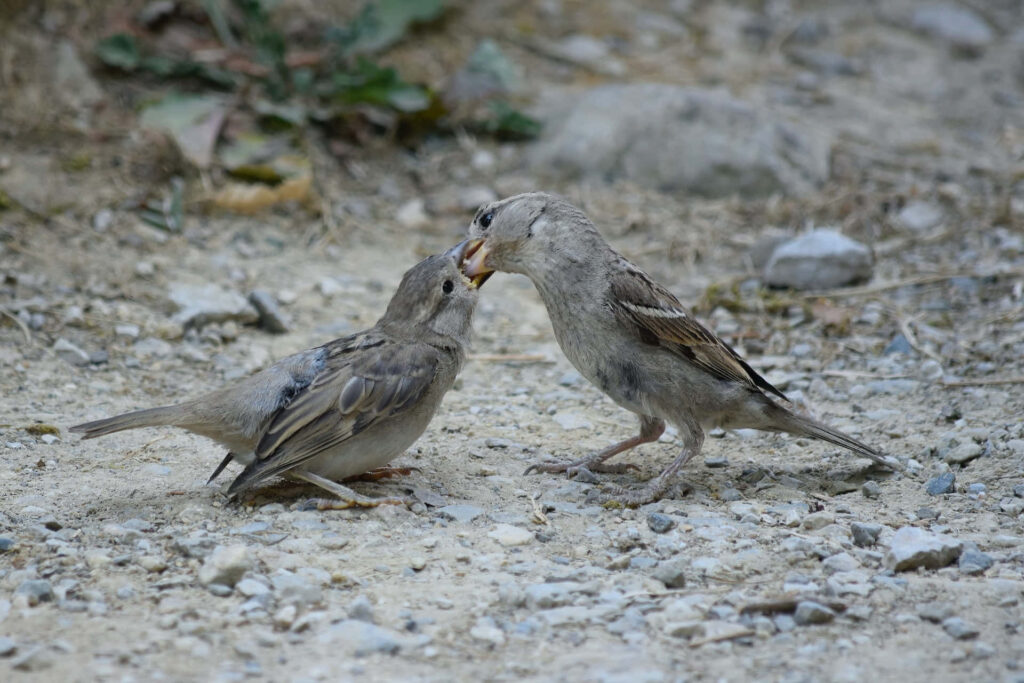 Mother Sparrow Feeding Chick: A Heartwarming Nature Moment Wallpaper
