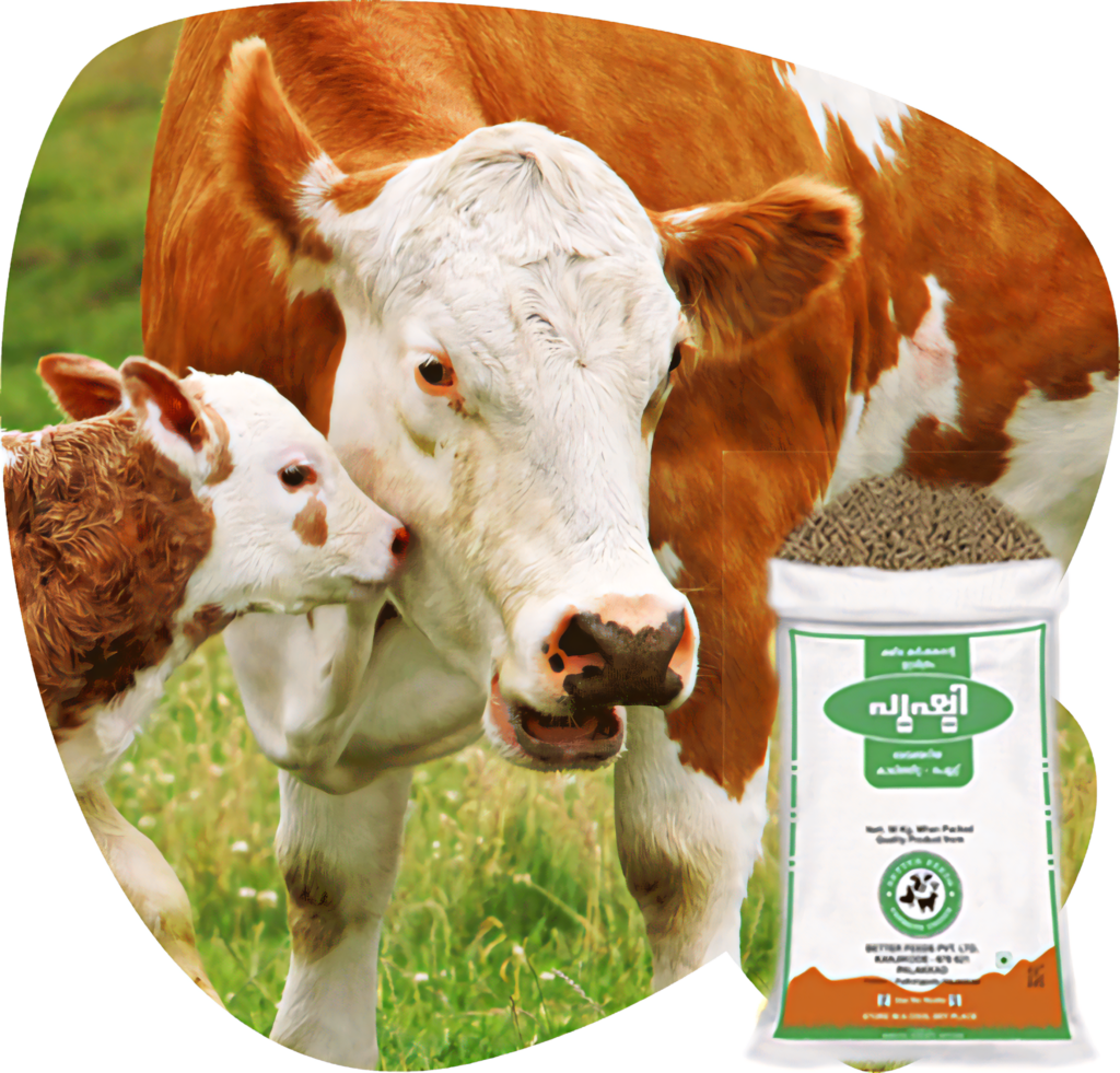 Nurturing Cow and Calf Wallpaper: Care in a Lush Green Background