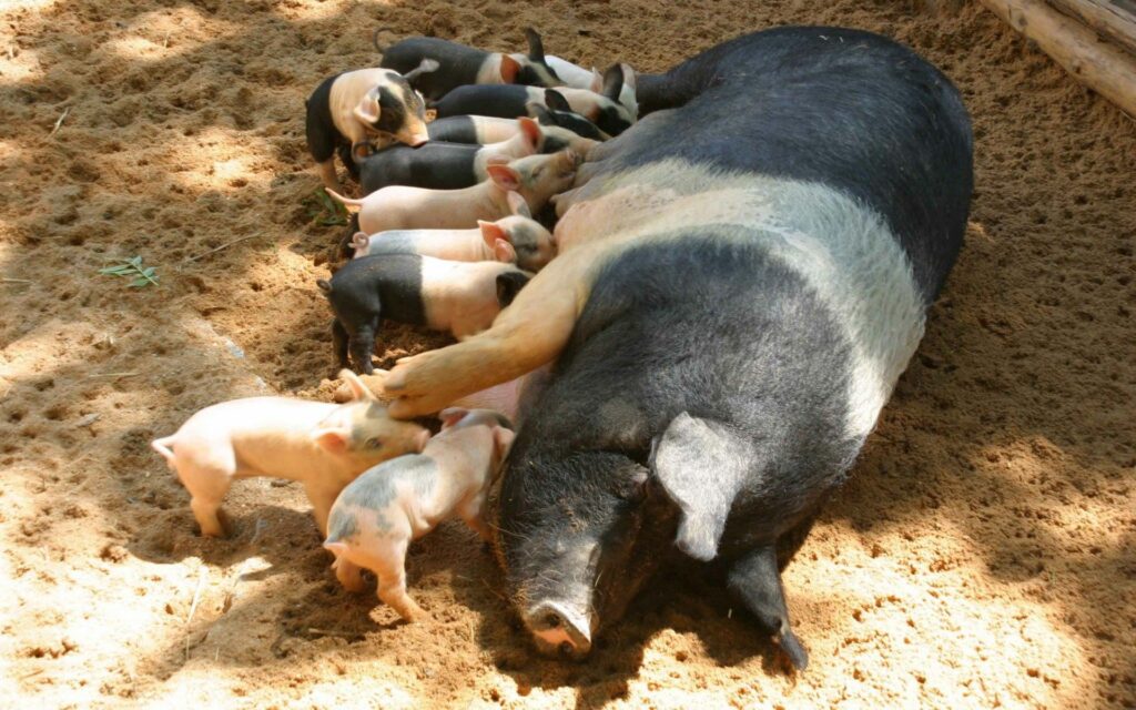 Nurturing Farm Scene: Sow with Piglets in Warm Rural Setting Wallpaper