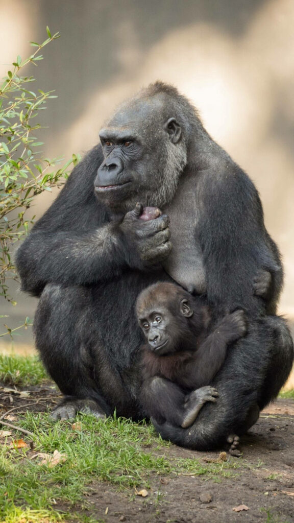 Heartwarming Gorilla Mother with Infant iPhone Wallpaper