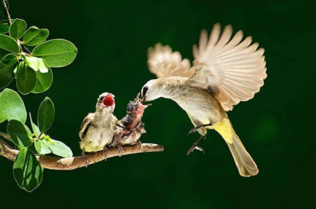 Mother Bird with Chicks: A Heartwarming Scene in Nature Wallpaper