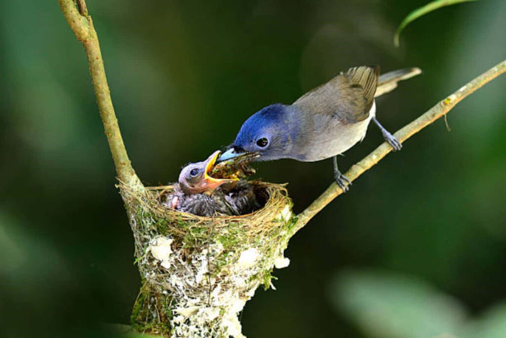 Mother Bird Feeding Chick: Nature's Nurturing Scene in Lush Greenery Wallpaper