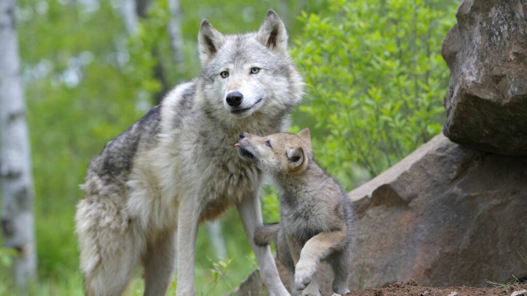 Touching Wolf and Cub Family Scene | Lush Green Forest Wallpaper