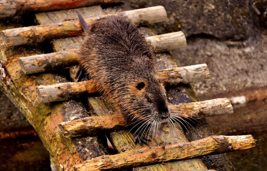 Nutria on Rustic Wooden Structure - Aquatic Habitat Wallpaper