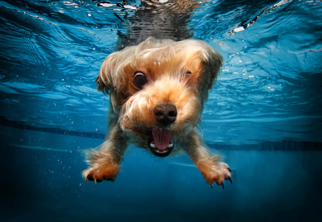 Unbearably Adorable Puppy Delights in Park, Indulging in Nutty Munchies - Playful Moments of Funny Cute Animals Wallpaper