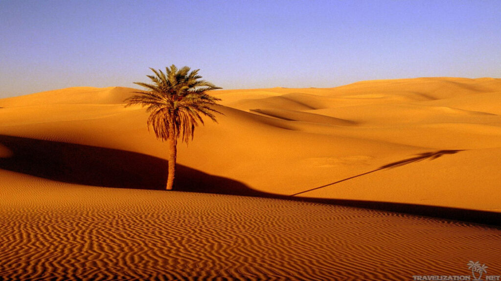 Solitude in the Sandy Expanse: A Captivating Snapshot of a Lone Palm Tree Amidst the Desert Horizon Illustrated in a Vibrant Blue Daylight Wallpaper
