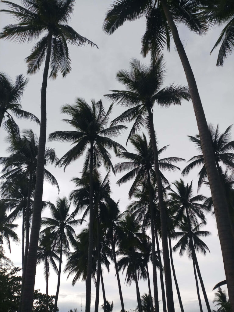 A Serene Oasis: Captivating Monochrome Palm Tree in Desert Surroundings Wallpaper