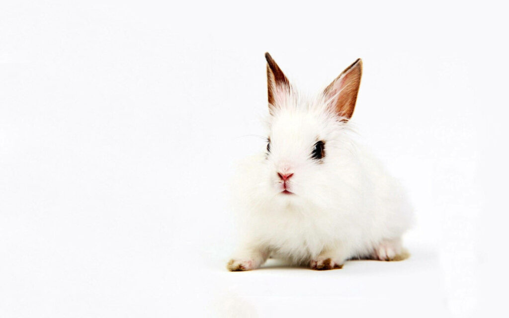 Obedient Bunny: Adorable White Rabbit Poses Serenely in Minimalistic Wallpaper