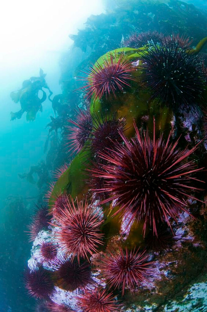Underwater Marvel: Captivating Snapshot of a Clustered Sea Urchin against Pristine Blue Waters Wallpaper