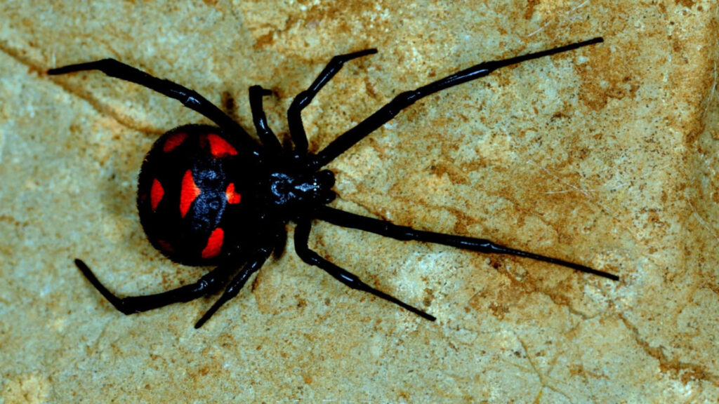 Ominous Black Spider Wallpaper with Red Markings on Earthy Background
