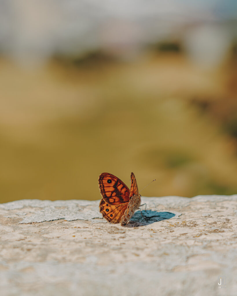 Orange Butterfly Close-Up on Brown Surface: Natural Wallpaper Background