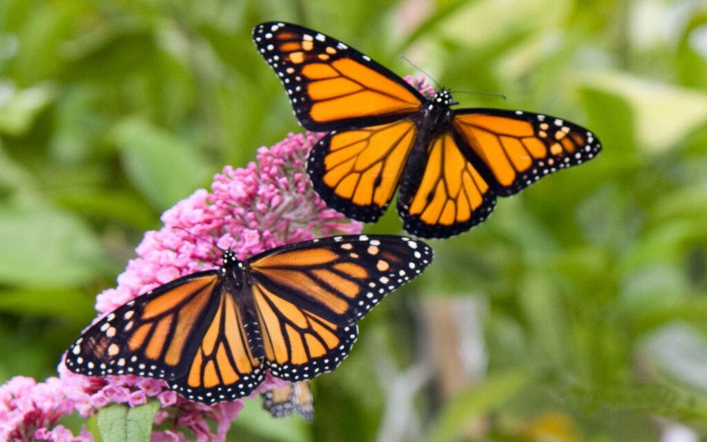 Two vibrant Monarch butterflies on pink butterfly bush with soft green background wallpaper