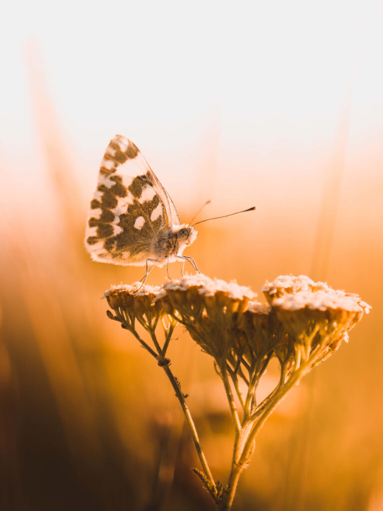 Orange Butterfly on Yellow Flower - Sunlit Meadow Wallpaper