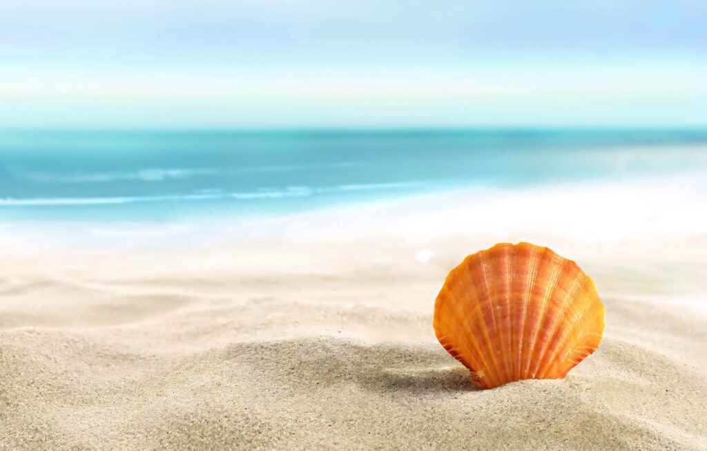 Orange cockle seashell on golden sand with calm blue ocean and clear sky beach background Wallpaper