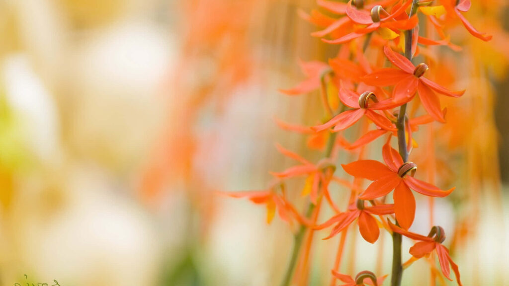 Enchanting Watsonia Wonderland: Captivating Orange Flower Amidst a Dreamy Blur Wallpaper