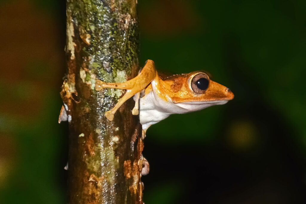 Orange Frog in its Element: Stunning Wet Tree Wallpaper