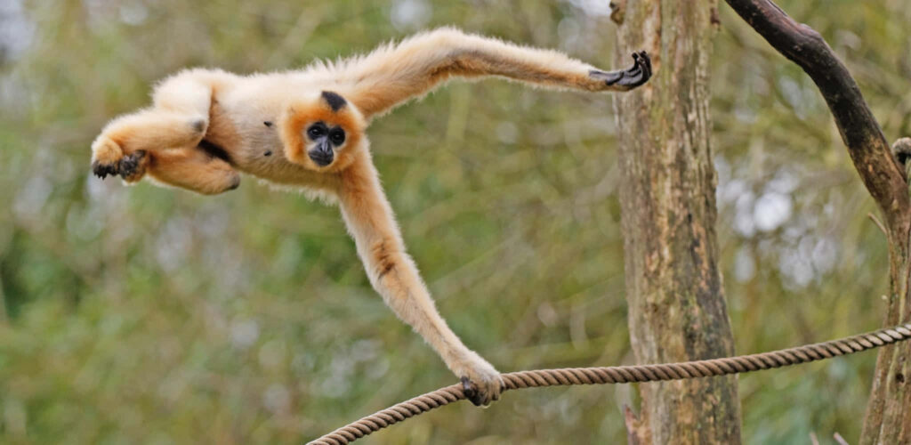 Elegant Orange Gibbon Balancing on Rope in Lush Forest Wallpaper