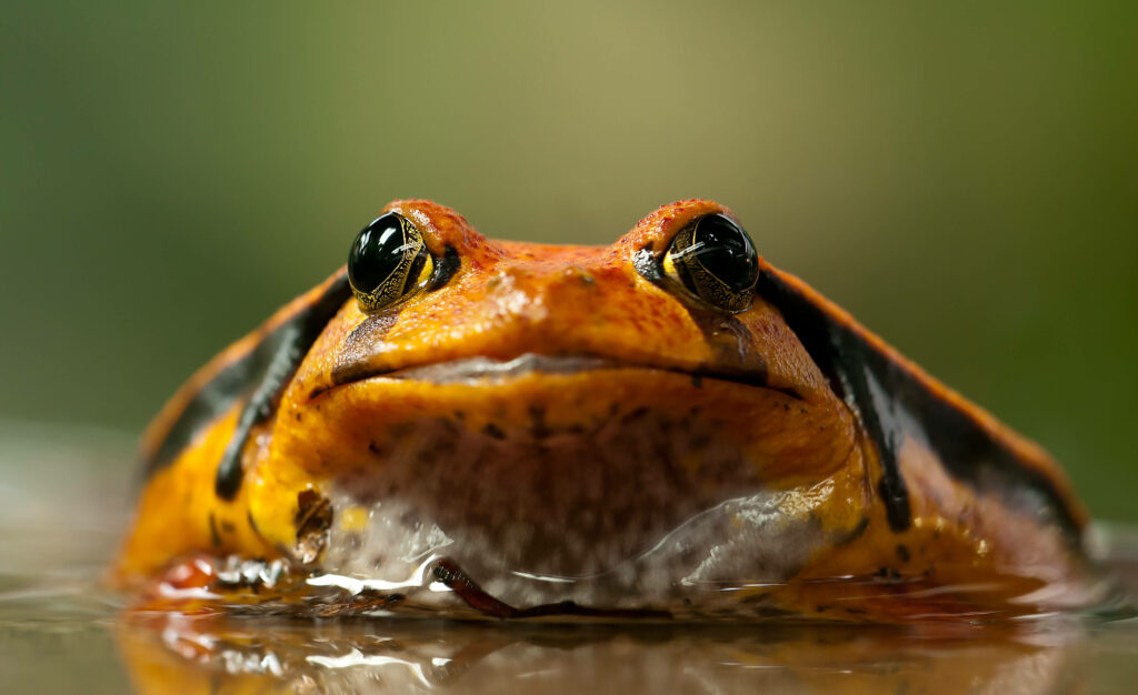 Citrus Soaked Frog: A Close-Up Wallpaper for Nature Enthusiasts