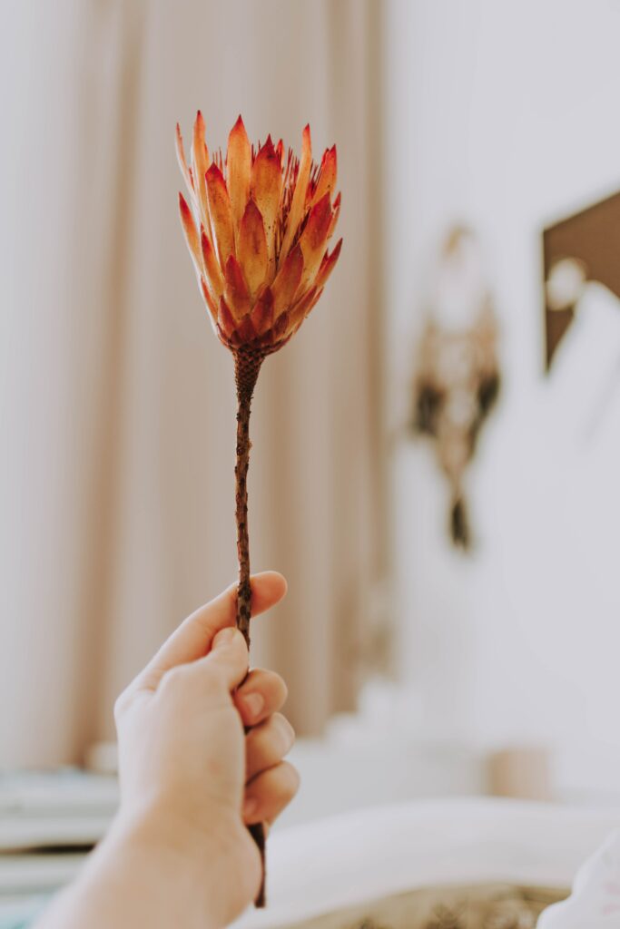Orange Protea Flower Wallpaper: Hand-Held with Soft Blurred Background
