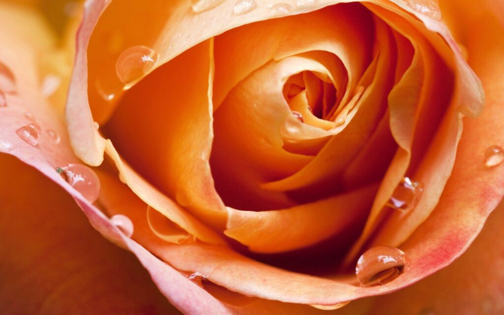 Close-Up Orange Rose with Dew Drops - Stunning Wallpaper Background