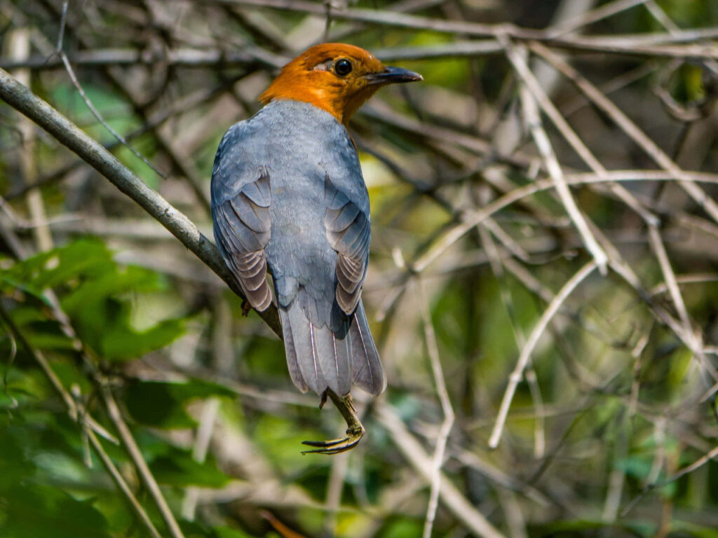 Orange-headed Thrush on Branch: A Lush Nature Wallpaper
