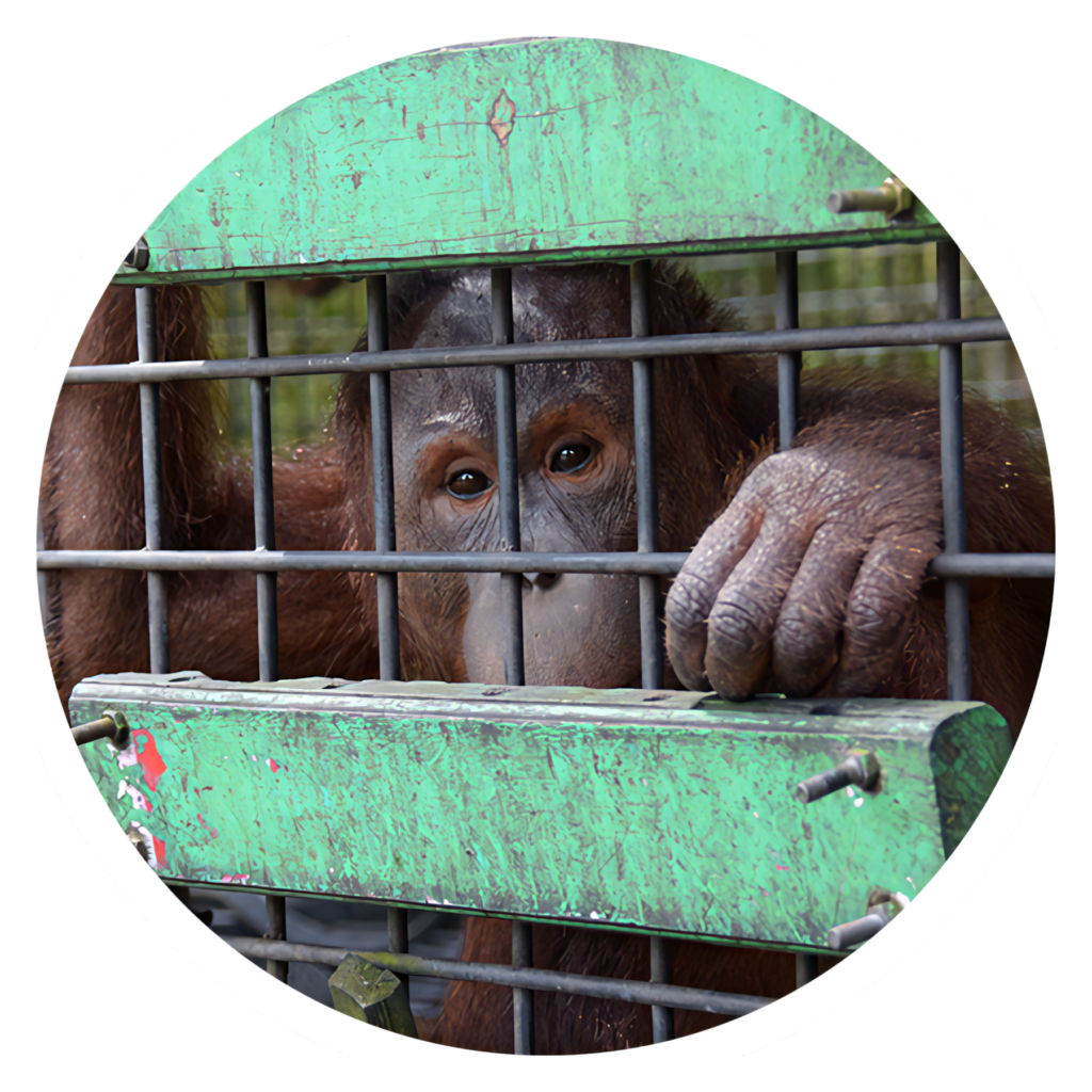 Orangutan Behind Bars: Capturing the Pain of Captivity Wallpaper