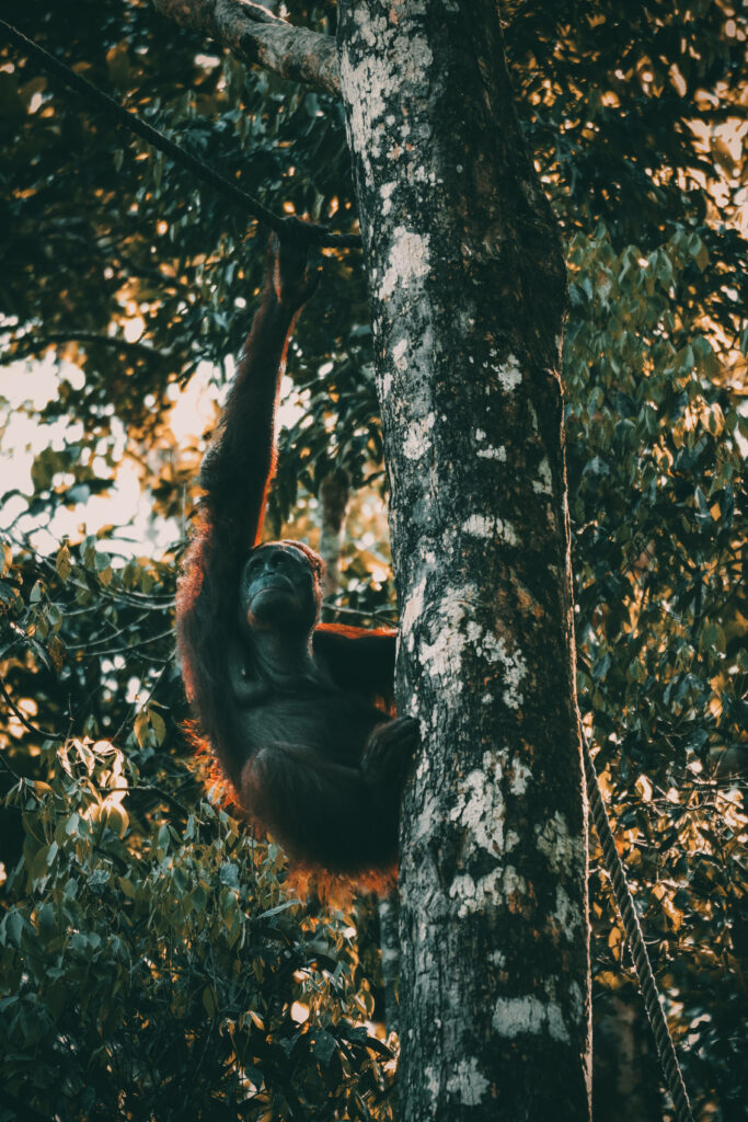 Orangutan Climbing Tree in Lush Forest Wallpaper - Wildlife Beauty